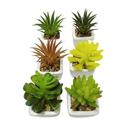 Kit Com 6 Unidades Suculentas Mini Vaso Branco - Webiishop